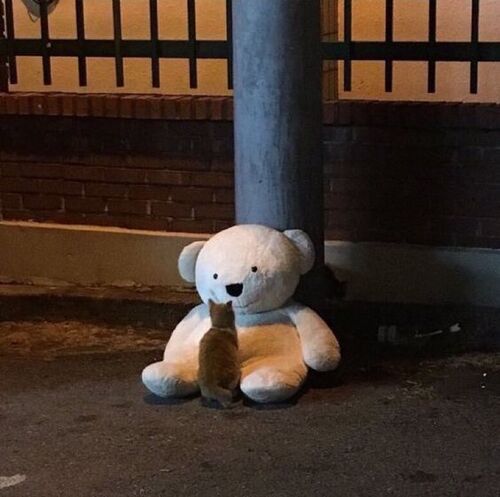 냥이 고양이 곰돌이 인형 친구 길거리