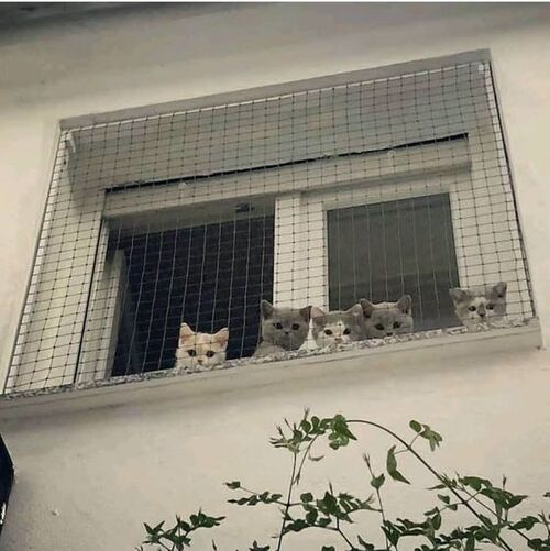 고양이 쳐다보는 단체 구경 심쿵 바라보는 처다보는