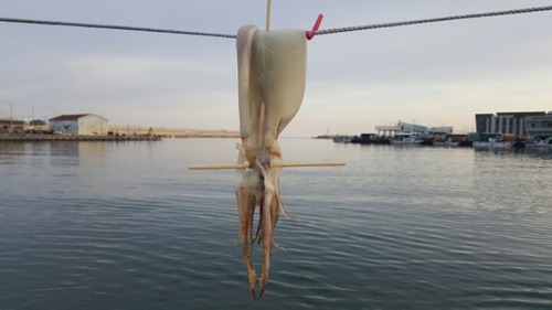 오징어 못생긴 동족 일침 독설 사이다 저격 팩폭 팩트 말린 말린오징어