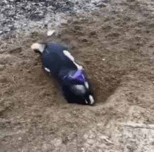 땡깡 강아지 투정 발광 미친 사줘 짜증 개짜증