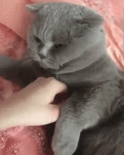 고양이 삐짐 냥이 놔라 땡깡 손뿌리치는