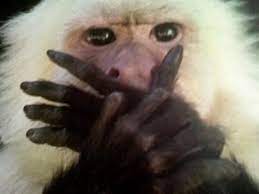 입틀막 기본짤 원숭이 말잇못 감동 놀람