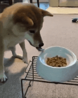 기다려 강아지 개 먹이 먹어