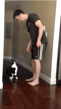 고양이 냥이 기지개 안아줘 안고 기지개펴는 동물