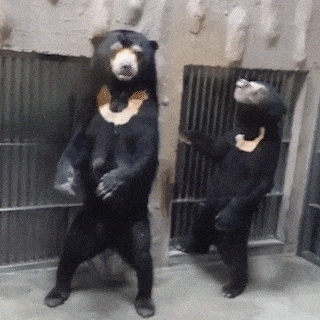 귀싸대기 싸다구 곰 반달곰 펀치 동물 닥쳐 따귀 뺨따구