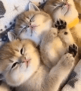 냥이 고양이 놀림 메롱 귀여운 냥아치 혀내미는