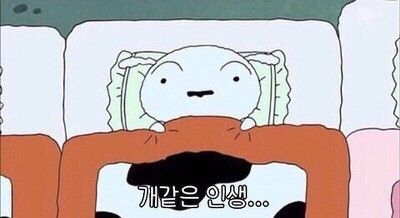 개같은 인생 흰둥이 짱구 강아지 개 동물