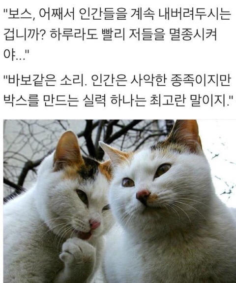 고양이 인간 사악한 멸종 바보같은 종족 박스 실력 최고