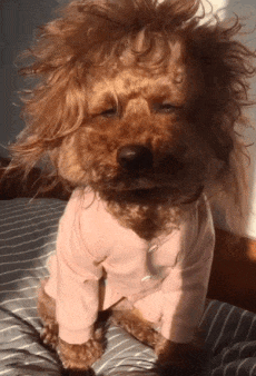 자다깬 강아지 표정 부시시 새벽에 일어난 모습 꿈뻑