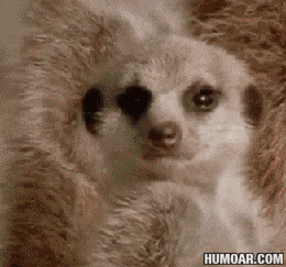 순절 기절 미어캣 움짤 동물