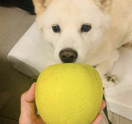 개사과 쥴리 윤성열  개돼지 사과 김건희 유지 조롱 인도사과