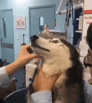 허스키 약먹이기 실패 강아지 허숙희 표정 개황당