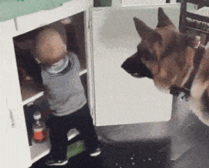 아기 간식 개 강아지 받아먹는 계속 먹어 음식