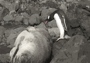 펭귄 엄살 자해공갈 물개