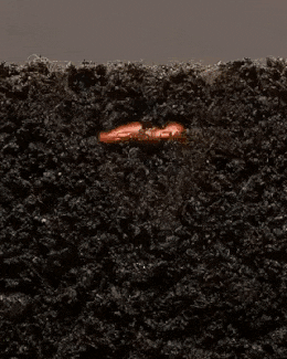 씨앗 발아 씨발아 ㅅㅂ 새싹