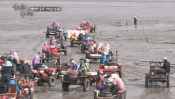 경운기 단체로 갯벌 질주 머드맥스 서산 매드맥스 패러디