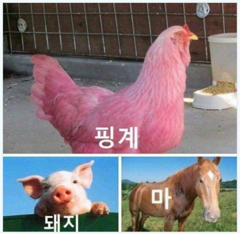 핑계 돼지 마 닭 말 동물