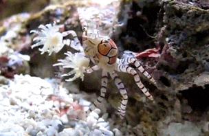 응원 화이팅 꽃게 좋아 잘한다