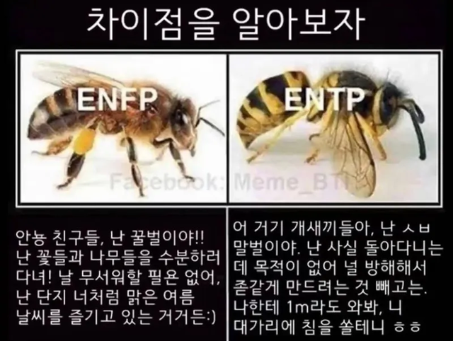 ENFP ENTP MBTI 성격 유형 취향 mbti짤 mbti짤방 mbti타입