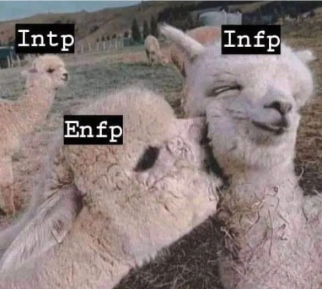 INTP ENFP INFP #MBTI 성격 유형 취향 mbti짤 mbti짤방 mbti타입