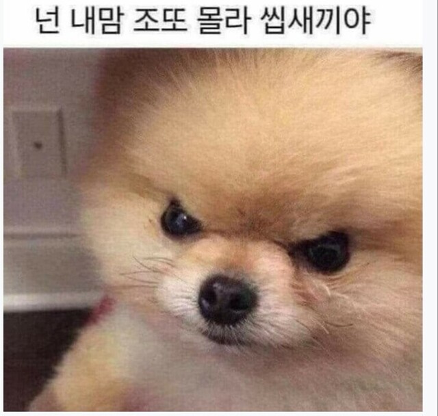 강아지 화남 공감필요