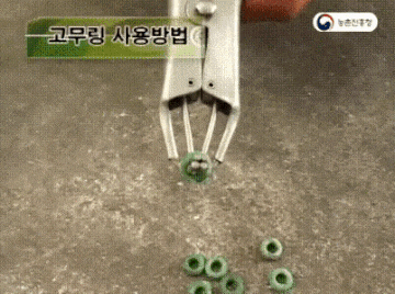 중성화 고무링 고자