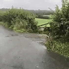 선넘네 선넘는 도로 중앙선 송아지 젖소