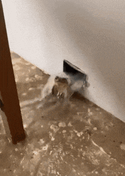 콩쥐 두꺼비 물 배수구