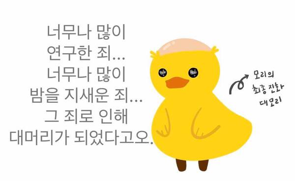 과학 연구 많이 오리 대머리 밤을 지새운죄