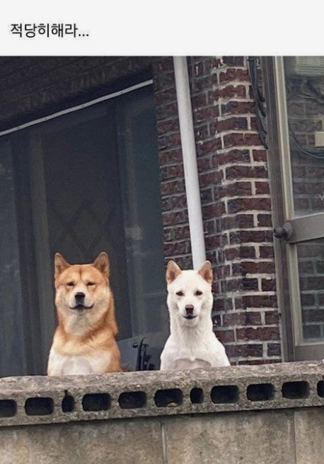 개 강아지 두마리 적당히해라 홀쭉이