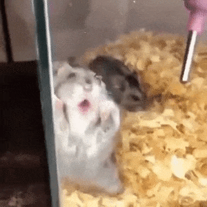 햄스터 혀날름 낼름 포상 오히려 좋아 침흘리는 혓바닥 할짝 혀 