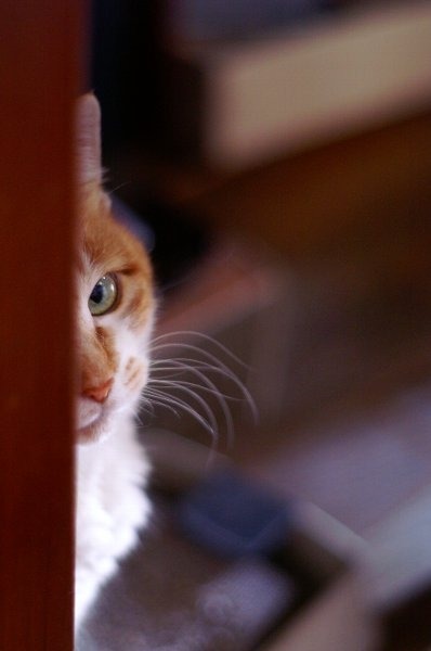 지켜보고있다 지켜본다 냥이 고양이