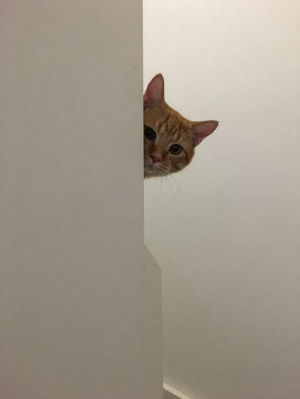 지켜보고있다 지켜본다 고양이 냥이 지켜보고 있다냥 집사 쳐다보는