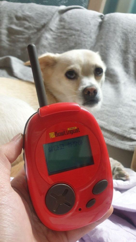 강아지 번역 언어 싫다고 하잖아 표정 애왼동물 번역기