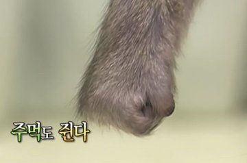 주먹 부들 주먹도 쥔다 원숭이 고사리손 분노 화남 화나 빡침 열받아