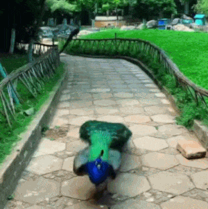 공작 날개 펼치는 모습 공작새