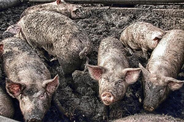 개돼지 돼지 국민 한심 2찍 돼지우리