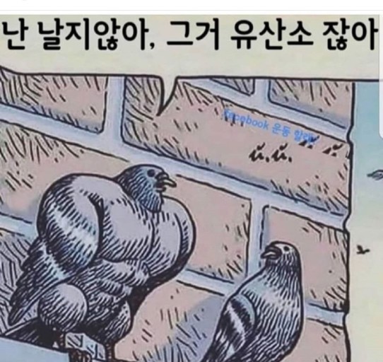근육 비둘기 헬창 헬스 운동 난 날지않아 그거 유산소 잖아