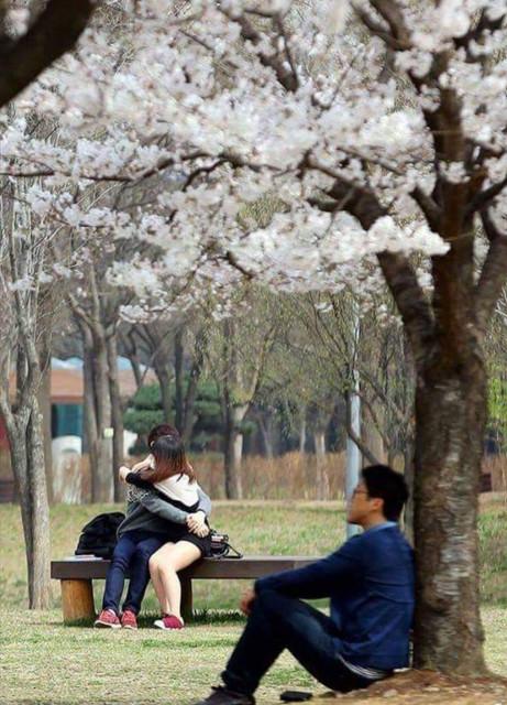 커플 솔로 모쏠 혼자 쓸쓸 외로움 벚꽃