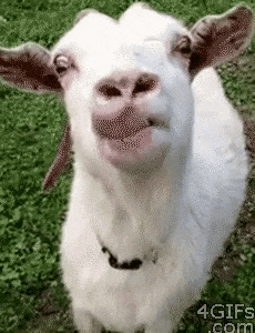 염소 포상 오히려좋아 낼름 날름 혓바닥 할짝