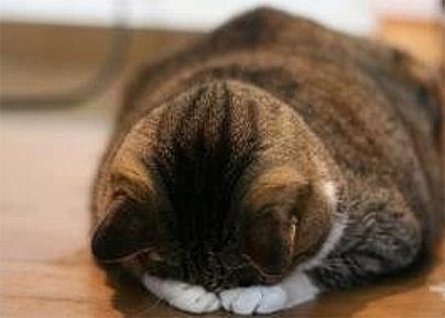 냥이 고양이 새해인사 새해 새해짤 복받으세요 인사 복