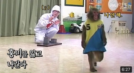 흥미를 잃고 나간다 나안해 안해 싫어 원숭이 실험 흥미 없어 간다