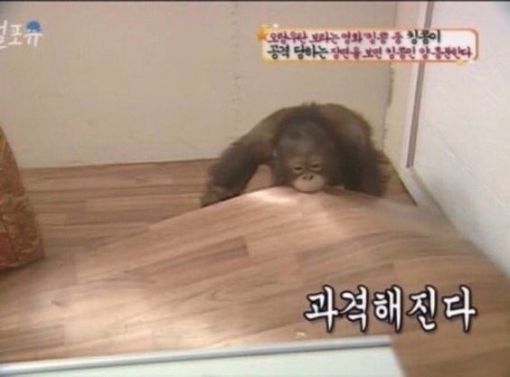 과격해진다 과격 화난다 화나 빡침 원숭이