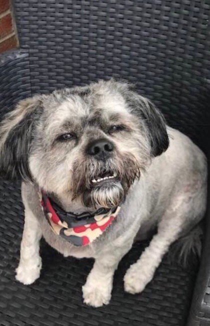 강아지 고민 표정 피곤 개피곤 인상 억울