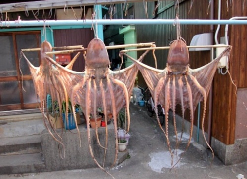 오징어 말린오징어 못생긴 정모 모임 단체 모솔 못생긴 니얼굴