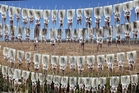 오징어 단체 모임 정모 못생긴 말린 건조 니얼굴
