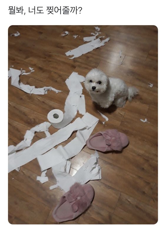 뭘봐 너도 찢어줄까 강아지 휴지 찢어 뭘보냐 꺼져