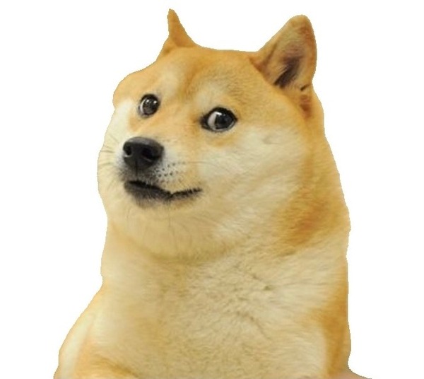 시바견 시바 견종 강아지 표정 원조 합성 밈 짤방