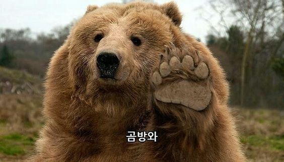 곰방와 인사 곰 불곰 앞발 안녕