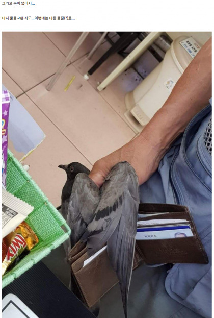 편의점 빌런 진상 비둘기 물물교환